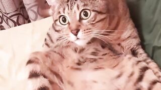 Котик офигел