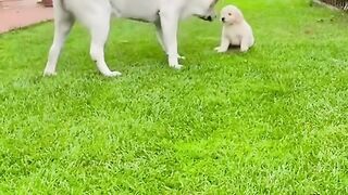 Dog mam and baby
