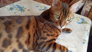 Подарили котёнка. Хозяева от него отказались.