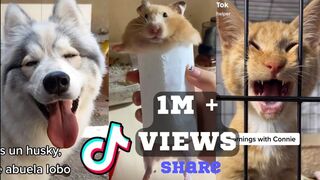 Funny animals Best Tik Tok video -UNLIMITED FUN ????