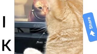 Funny animals of best collection ????