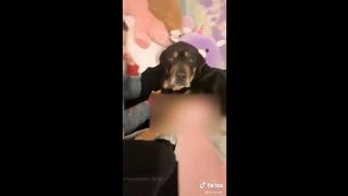 Putting middle finger in front of your dog _ TikTok.mp4