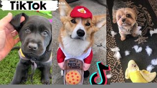 Unlimited fun - best funny animals in tik tok