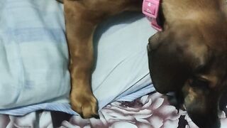 My pet chichi