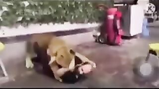 Lion hunter
