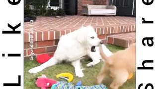 Funny animals ???? OOO ????