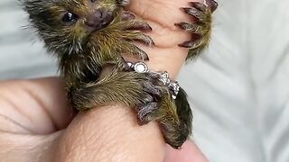 Baby Pocket Monkey