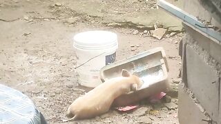 Lazy pig
