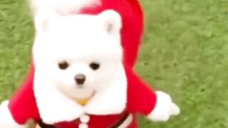 My cute Puppy Santa