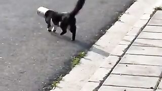 cat in stalement