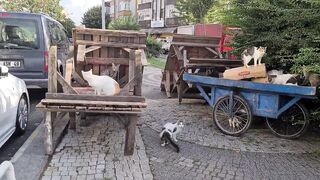 The sweet stray cats that gather together eat the pieces of meat they find.