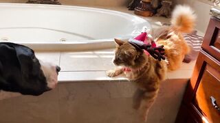 Funny Cat Swats Great Dane & Snacks With Santa Squirrel In Sleigh