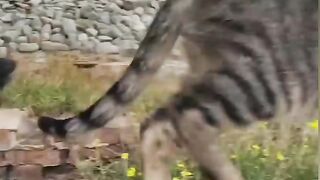 Cute cat funny dog