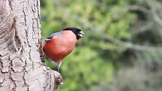 Bouvreuil bird