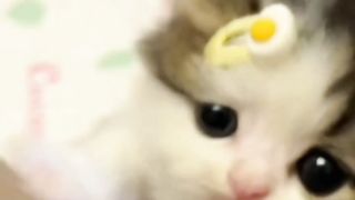 Mischievous kittens . A beautiful moment