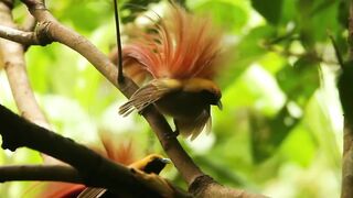 EKSKLUSIF! TARIAN INDAH DAN SUARA GANCOR MERDU BURUNG SURGA DARI HUTAN PEDALAMAN PAPUA.