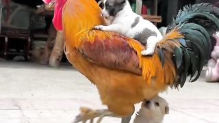 Friendship - little puppy and chicken . A beautiful