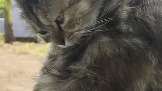 cute male cat