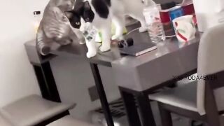 Busted.. Cats always do that