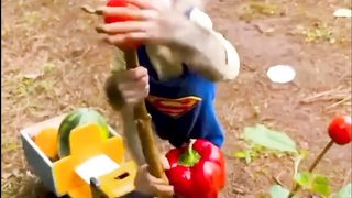 Cute monkeys loading fruits and vegetables onto the truck