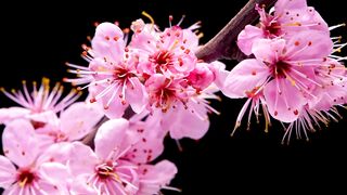 4K Video Ultra hd | 4K HDR 60 fps | 4K Video | Nature Relaxing Video | Nature Video