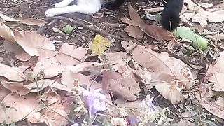 Animal lovers
