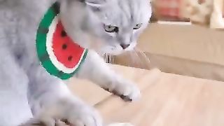 Cute Cat Cooking videos