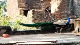 4K Nature Video | Peacock Video | Healing Relaxation for Stress | Peaceful Environment | Relaxation