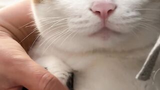cute cat 39