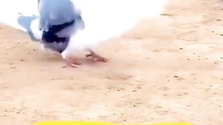 Sharp Bird ????️