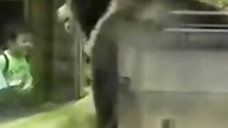 Wee videos 85