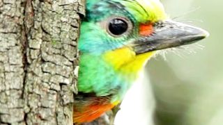 Green Modern Bird Nature Video