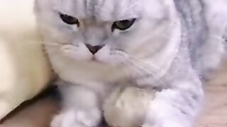 Hamster away from cat