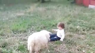Sheep playing with children