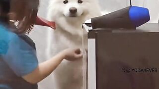 A dog's reaction when it finds its owner