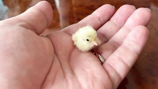 small chick