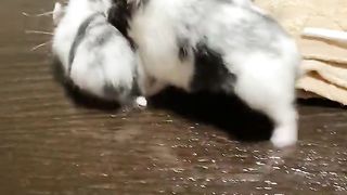 Parent hamster unable to carry baby hamster