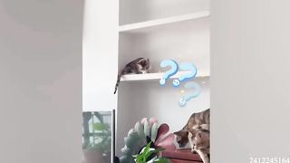 funny cats 23