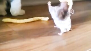Cat and mouse