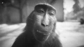 Rizz Monkey
