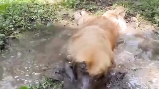 For dogs 2