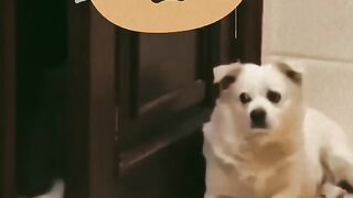 Funny Cat Vs Dog Viral Video 13