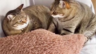 Funny Cat Viral Video 31
