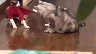 Funny Cat Viral Video 32