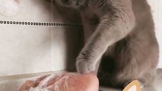 Funny Cat Viral Video 33
