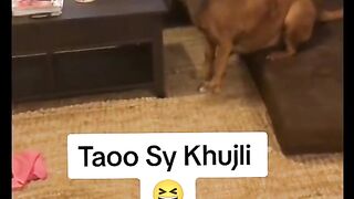 Funny Dog Viral Video 21