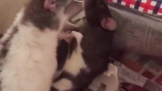 Funny Rat Viral Video