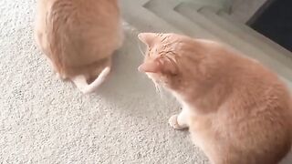 Funny Cat Viral Video 34