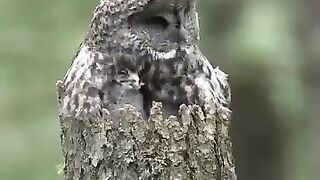 Camouflage????