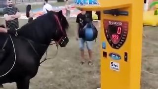 HORSE VS PUNCH MACHINE - Who Will Win?!